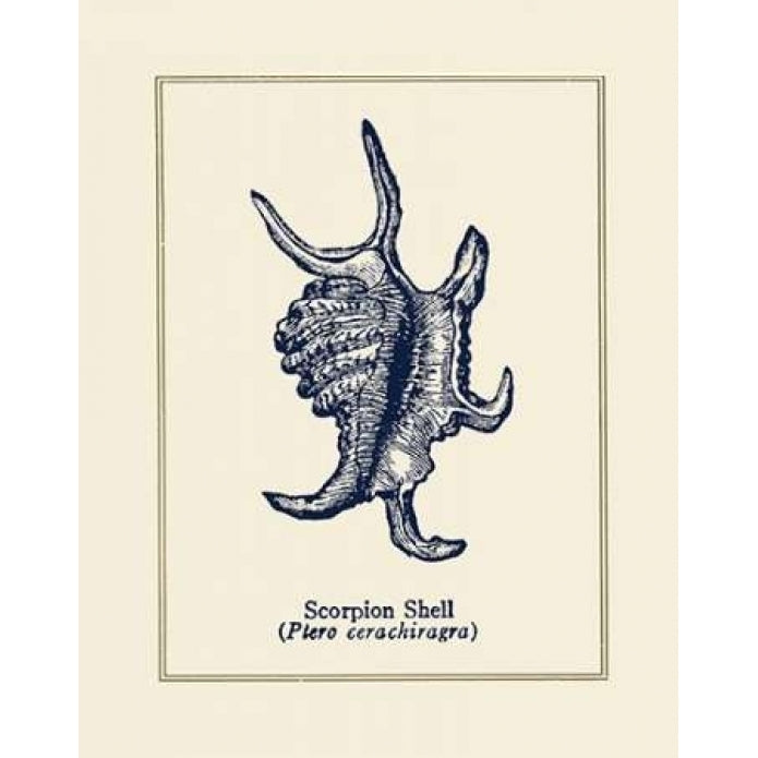 Scorpion Shell Poster Print by Gregory Gorham-VARPDXGOR487 Image 1