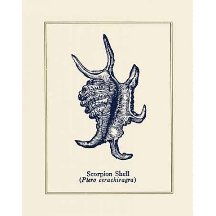 Scorpion Shell Poster Print by Gregory Gorham-VARPDXGOR487 Image 1