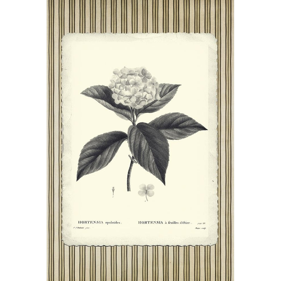 Black and Beige Pinstripe Botanical Hydrangea Poster Print - GST-VARPDXGST1998 Image 1