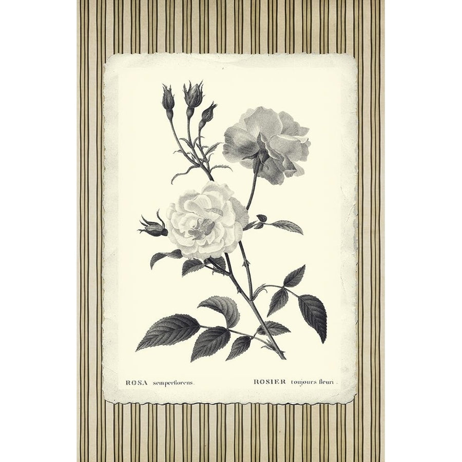 Black and Beige Pinstripe Botanical Rose 2 Poster Print - GST-VARPDXGST2002 Image 1