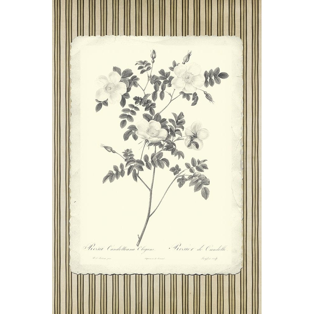 Black and Beige Pinstripe Botanical Rose 3 Poster Print - GST-VARPDXGST2003 Image 1