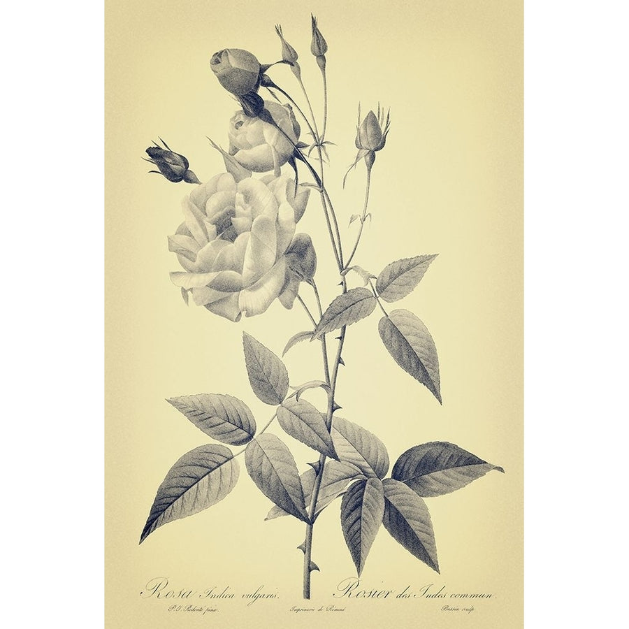 Gray and Yellow Roses Botanical Poster Print - GST-VARPDXGST2025 Image 1