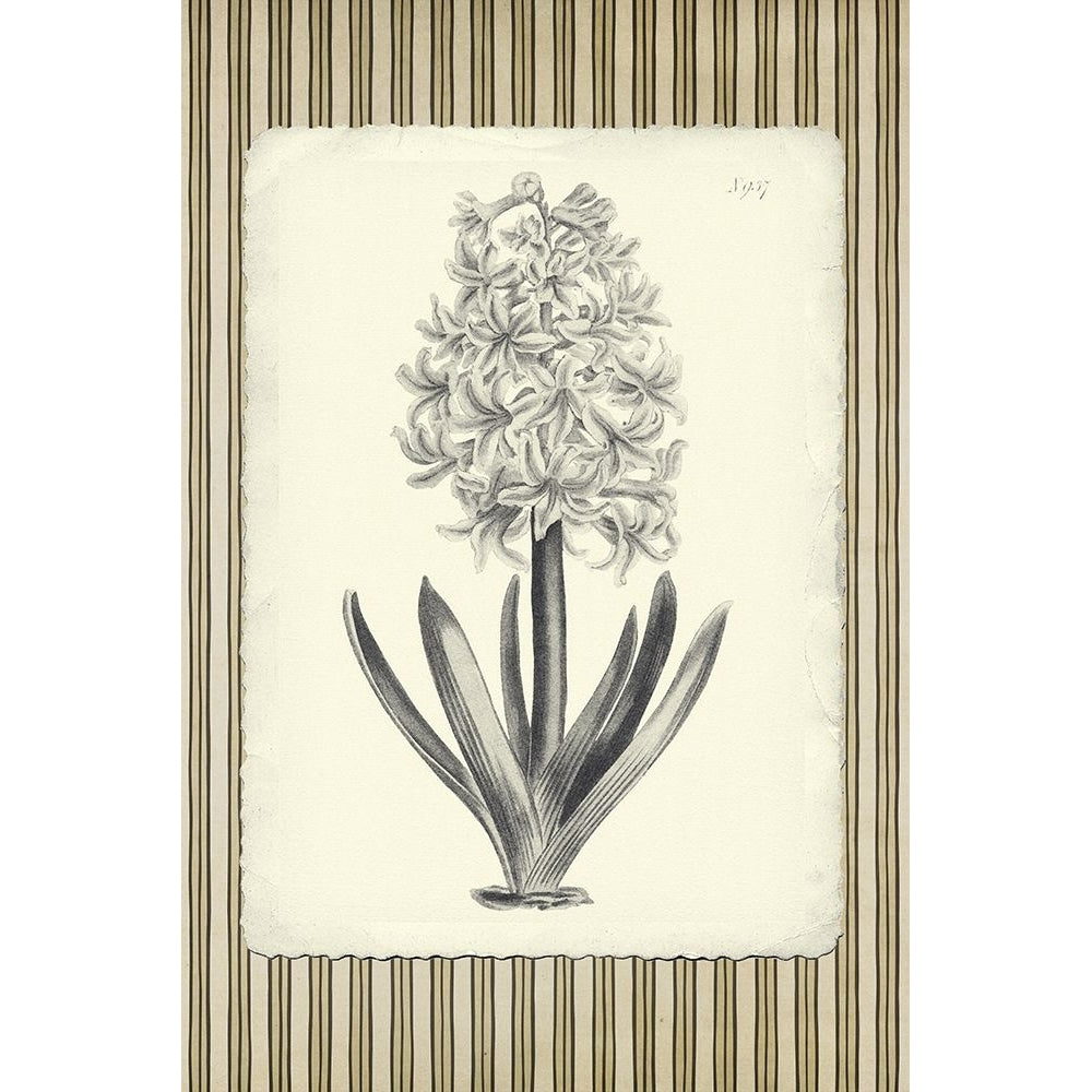 Black and Beige Pinstripe Botanical Hyacinth Poster Print - GST-VARPDXGST1997 Image 1