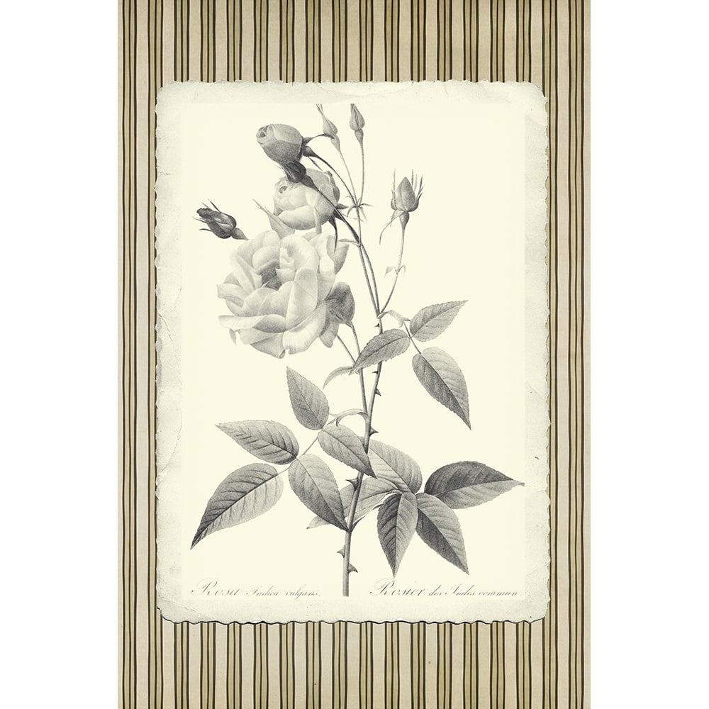 Black and Beige Pinstripe Botanical Rose 1 Poster Print - GST-VARPDXGST2001 Image 1