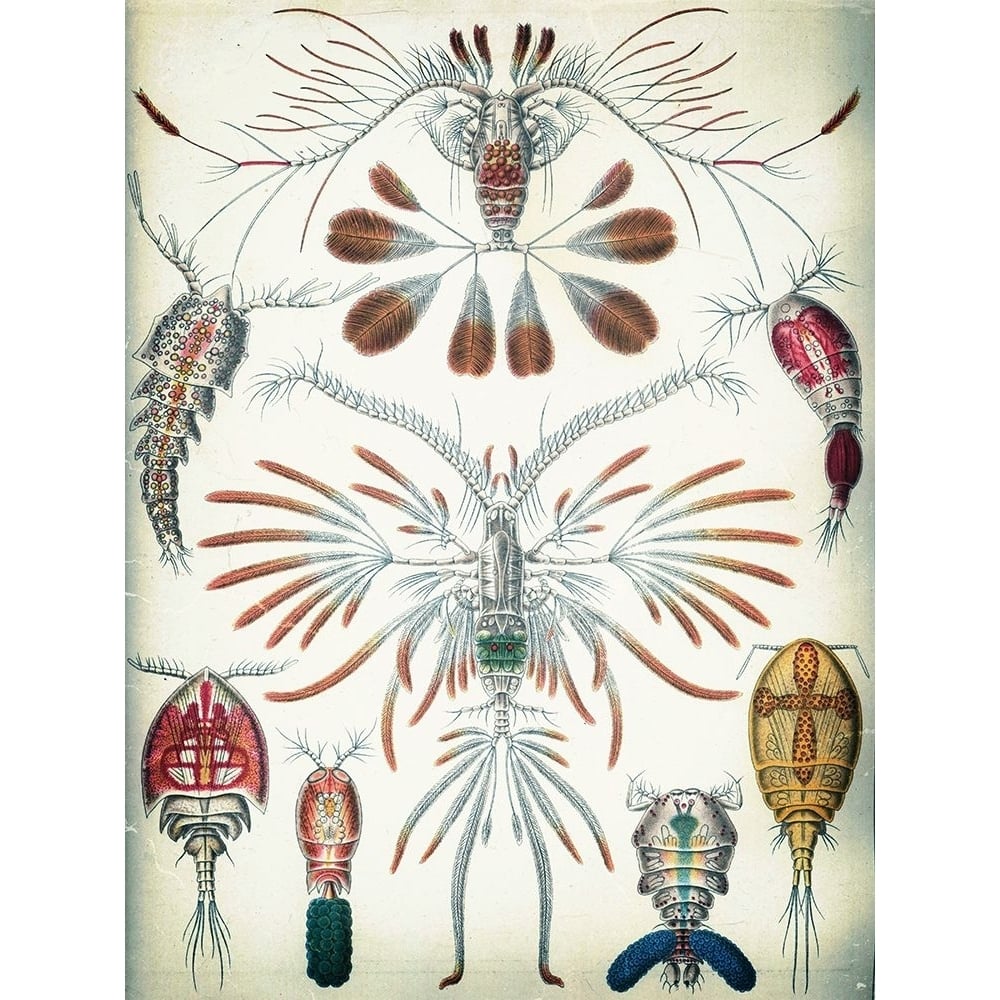 Haeckel Copepoda Poster Print - GST-VARPDXGST768 Image 1