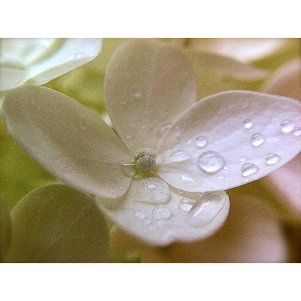 White Flower Dew Drop 1 Poster Print - GST-VARPDXGST774 Image 1