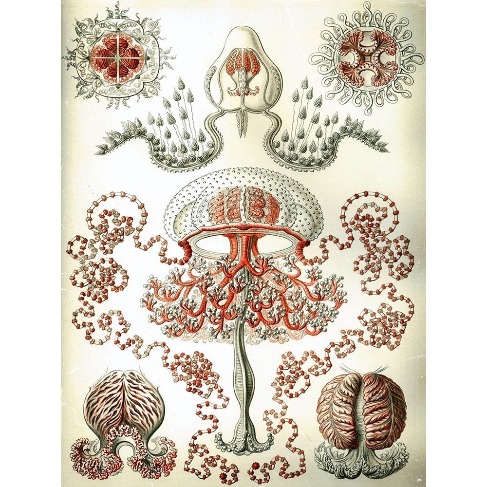 Haeckel Anthomedusae Poster Print - GST-VARPDXGST769 Image 1