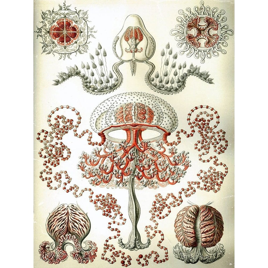 Haeckel Anthomedusae Poster Print - GST-VARPDXGST769 Image 1