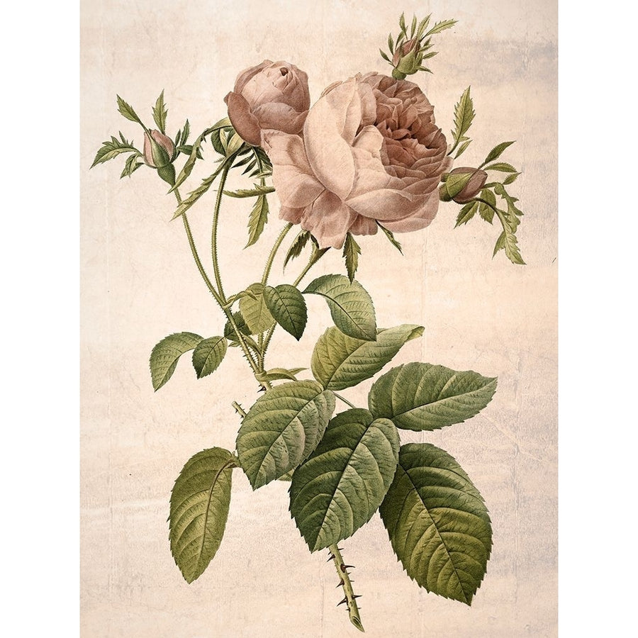 Rosa Centifolia Redoute Poster Print - GST-VARPDXGST913 Image 1