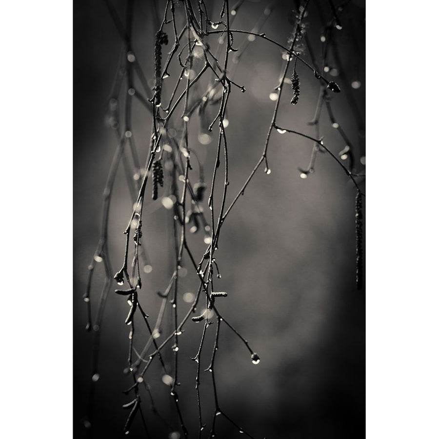 Bare Branches 2017 Poster Print by Gary Horsfall-VARPDXH1618D Image 1