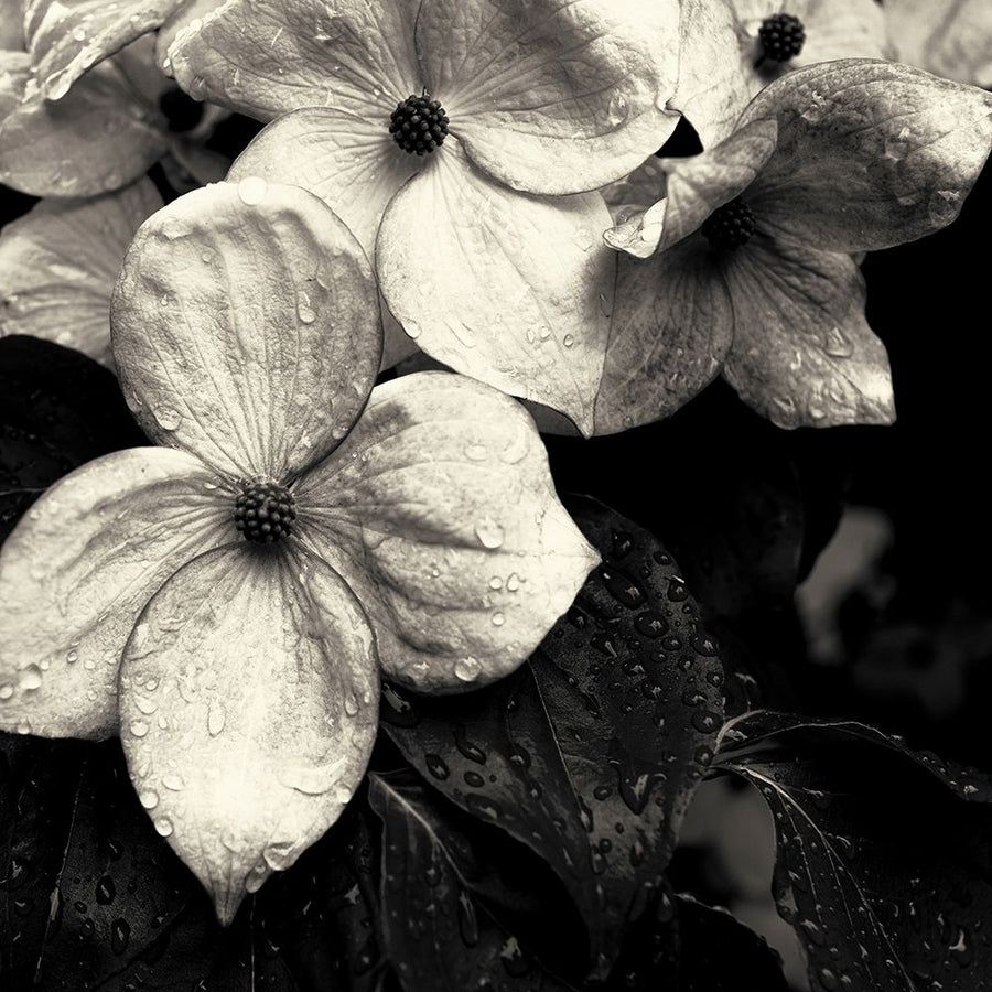 Dogwood Flower No 3 Poster Print by Gary Horsfall-VARPDXH1622D Image 1