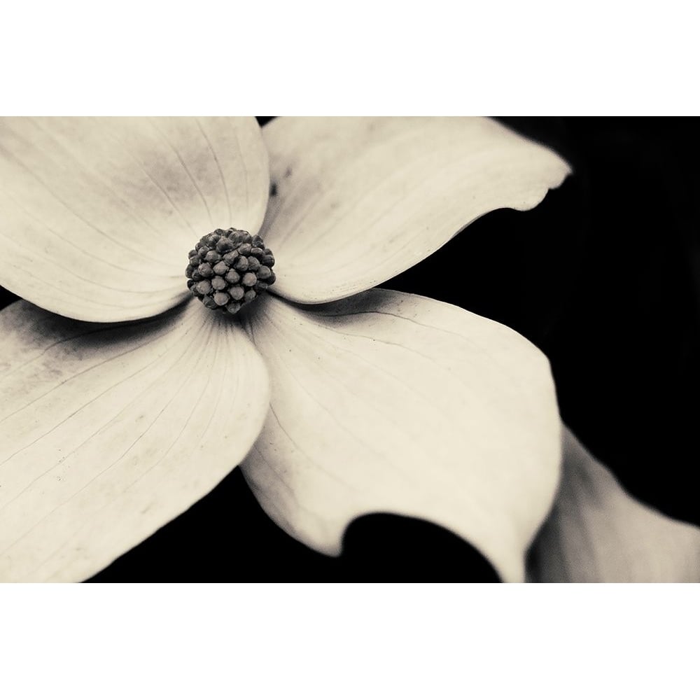 Dogwood Flower Poster Print by Gary Horsfall-VARPDXH1621D Image 1