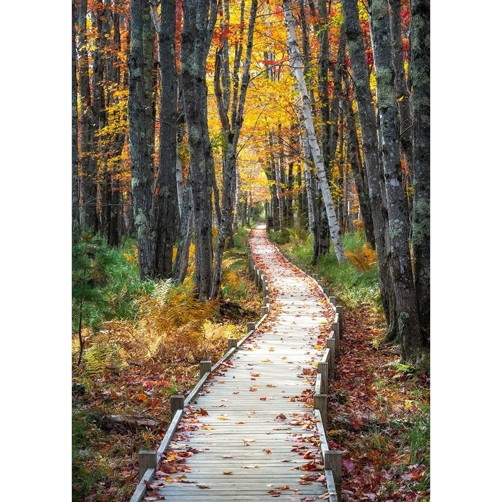 Autumn Boardwalk I Poster Print - Danny Head-VARPDXH2104D Image 1