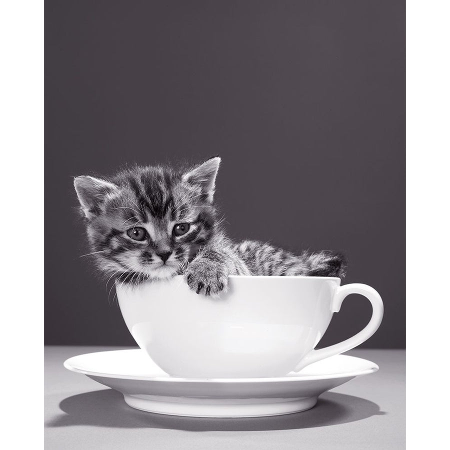 Chat-Tasse Poster Print by Braun Studio Braun Studio-VARPDXH3226 Image 1