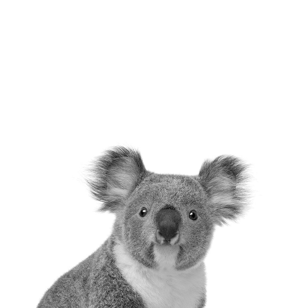 Koala Rigolo Poster Print by Braun Studio Braun Studio-VARPDXH3262 Image 1