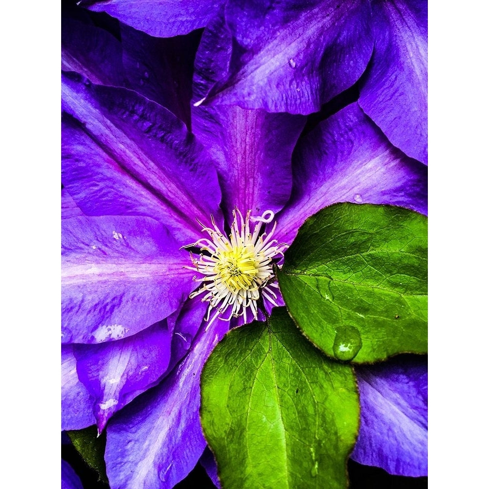 Clematis Spring Poster Print by Heidi Bannon-VARPDXHBA116981 Image 1