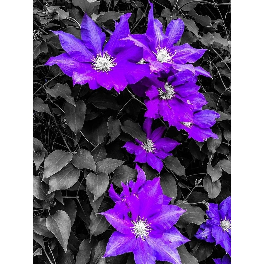 Purple and Grey Clematis Poster Print by Heidi Bannon-VARPDXHBA116987 Image 1