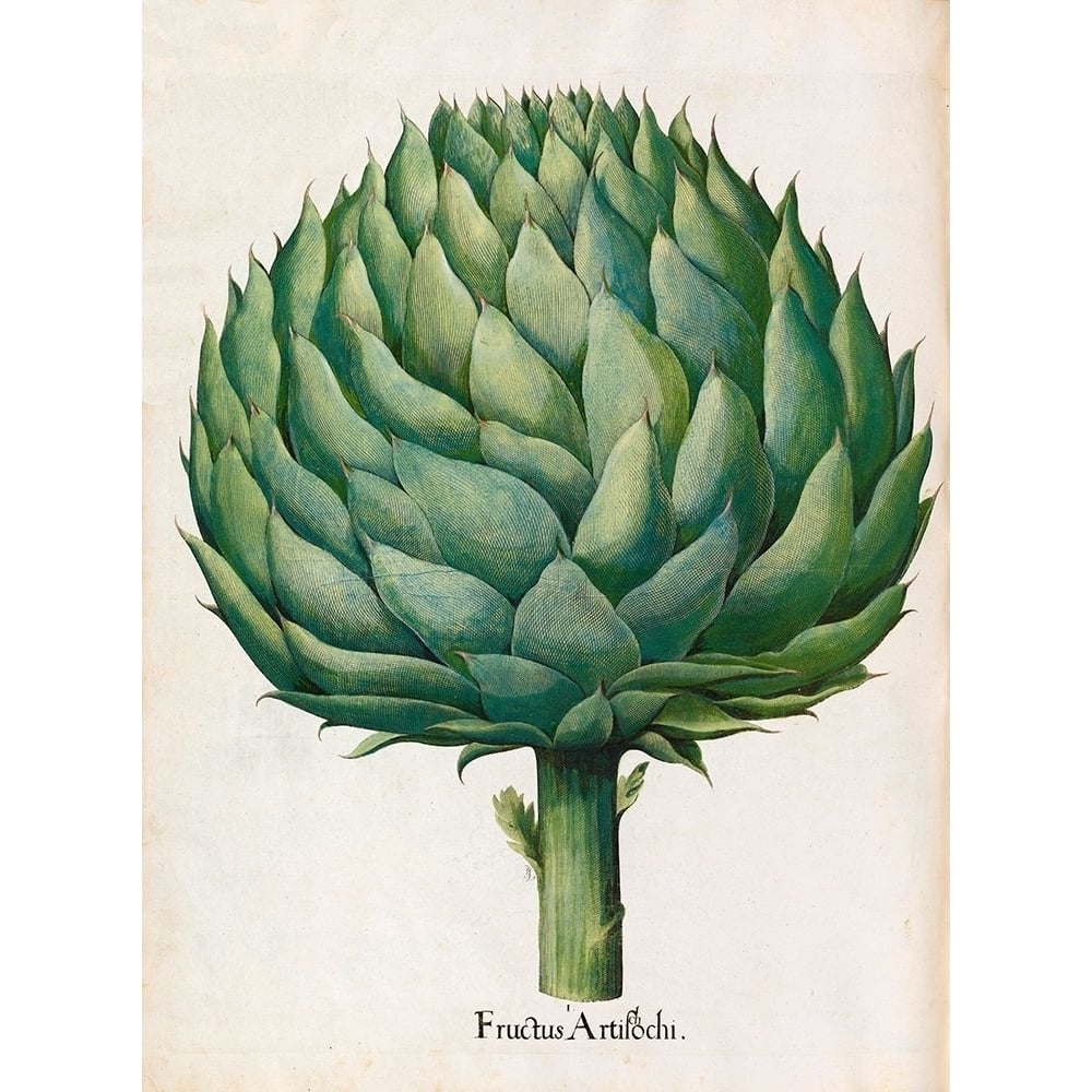 Artichoke Poster Print by Basilius Besler-VARPDXHE06 Image 1