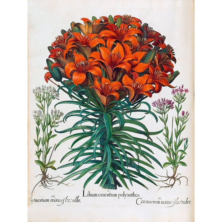 Lily Polyanthus Poster Print by Basilius Besler-VARPDXHE08 Image 1