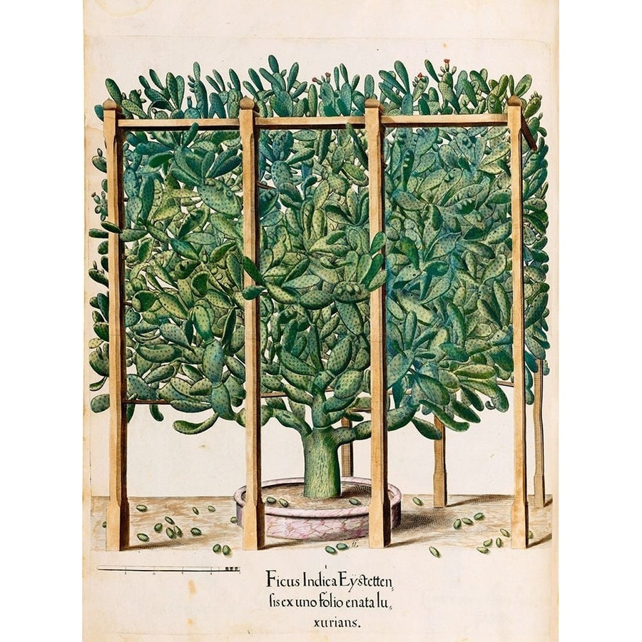 Ficus Poster Print by Basilius Besler-VARPDXHE03 Image 1