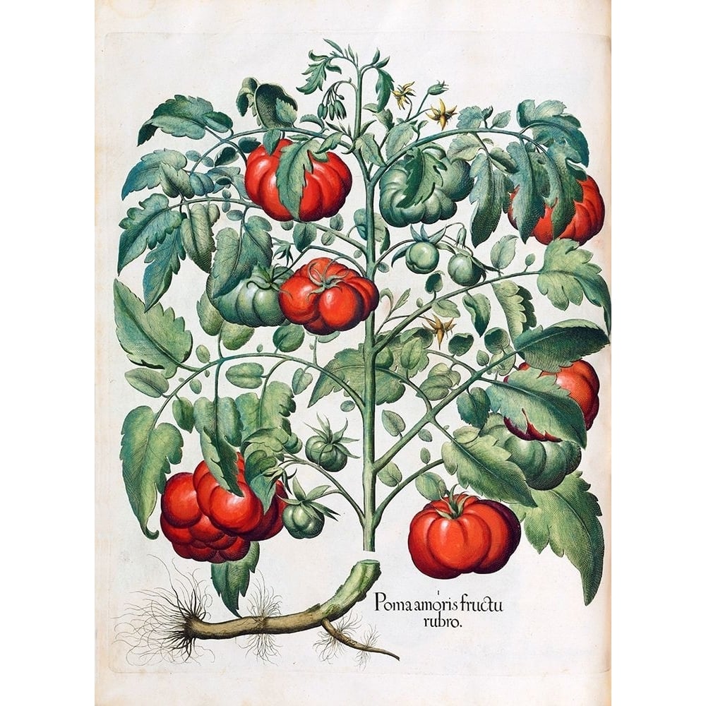 Tomato Poster Print by Basilius Besler-VARPDXHE09 Image 1