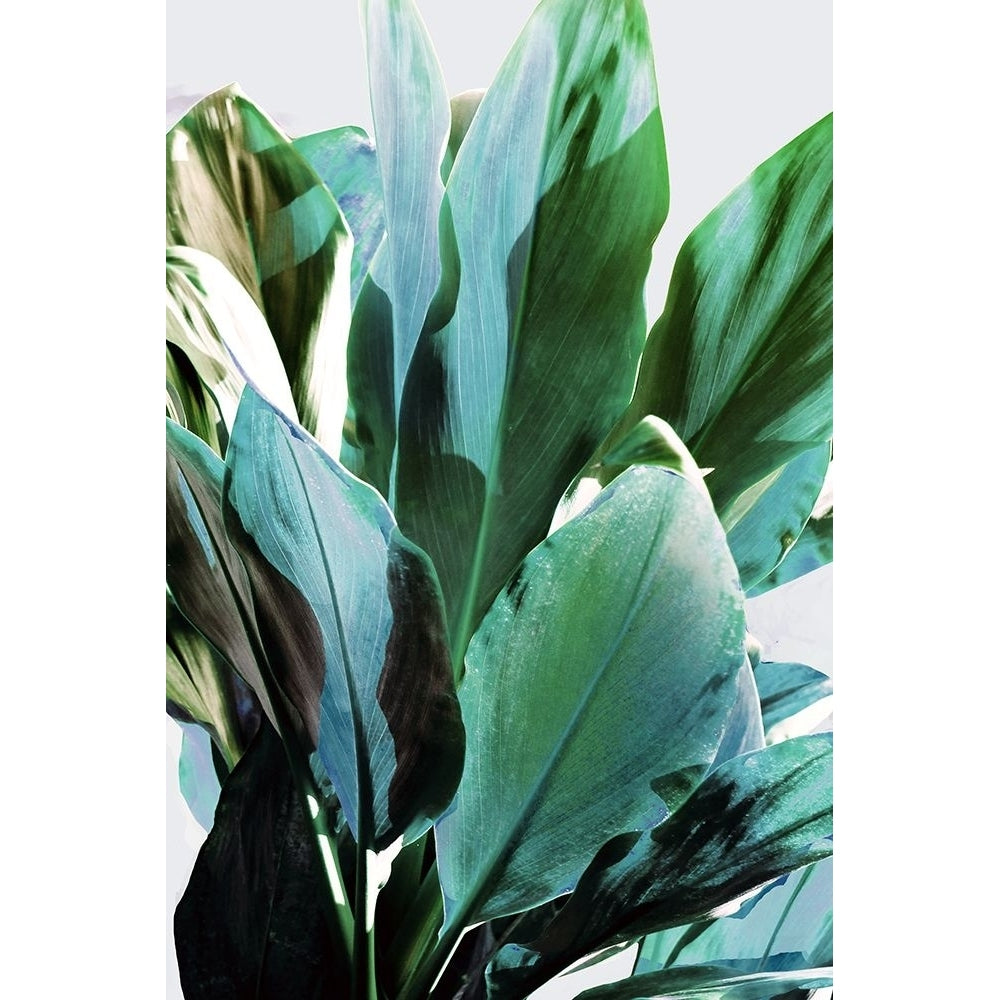 Green Leaves II Poster Print - Hope Bainbridge-VARPDXHN015A Image 1