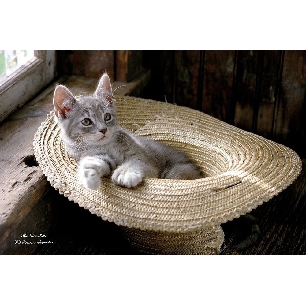 The Hat Kitten Poster Print by Irvin Hoover-VARPDXHOO108 Image 1