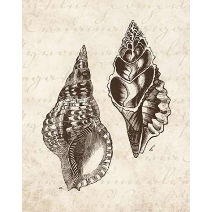 Elegant Shells I - mini Poster Print by N Harbick-VARPDXHRB100 Image 2