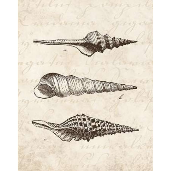 Elegant Shells II - mini Poster Print by N Harbick-VARPDXHRB101 Image 2