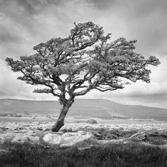 Reaching Upwards Poster Print by Martin Henson-VARPDXHSN01 Image 2