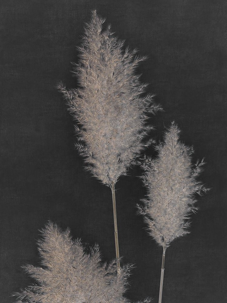 Midnight Pampas Grass II Poster Print - Dan Singh-VARPDXIG020A Image 1