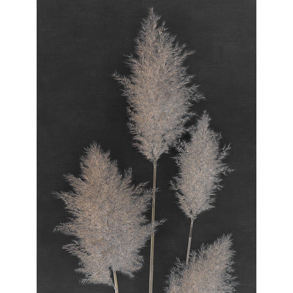 Midnight Pampas Grass I Poster Print - Dan Singh-VARPDXIG019A Image 1