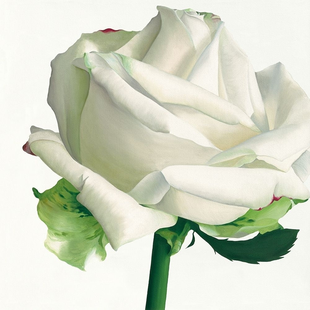 White Rose I by Stephanie Andrew-VARPDXIG2032 Image 1