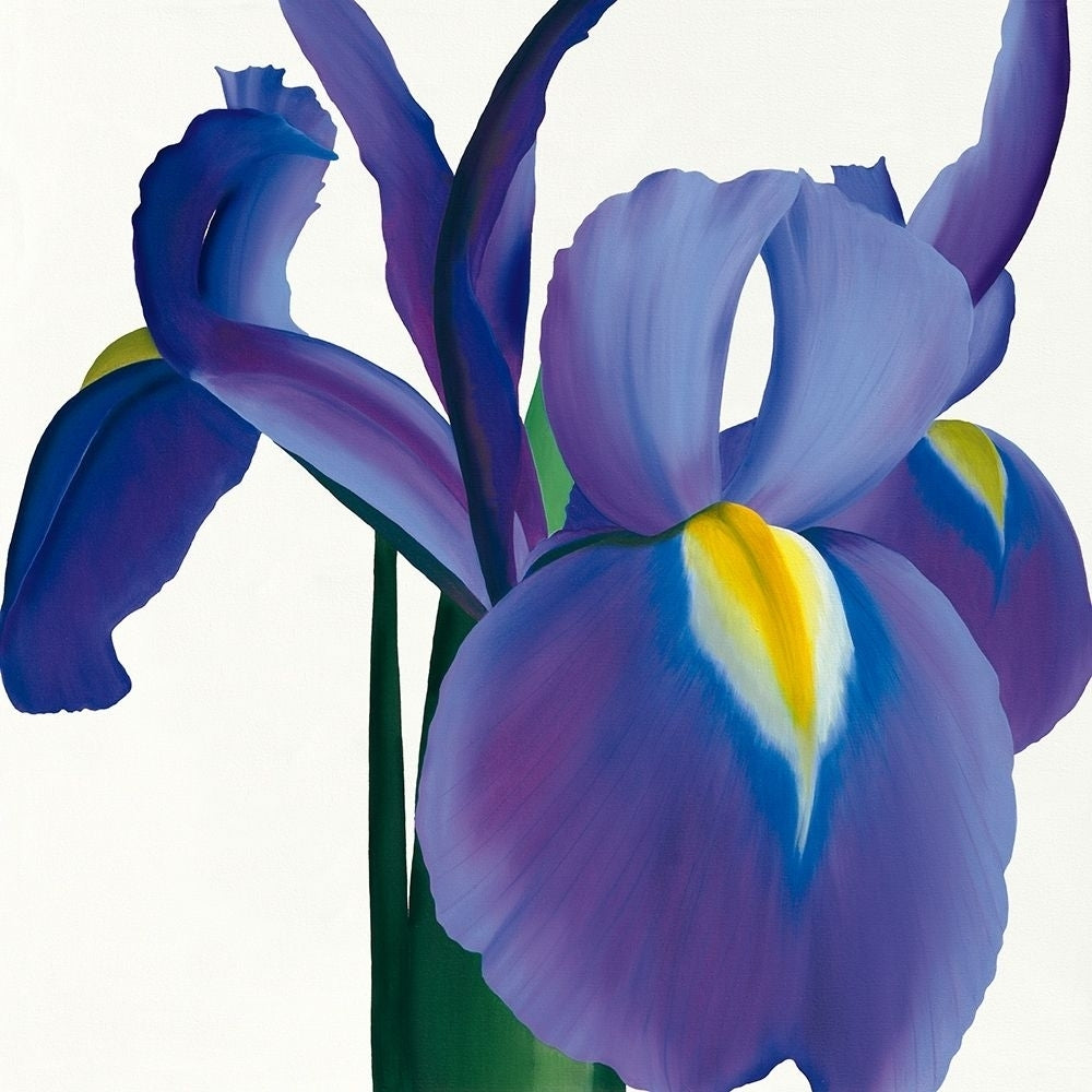 Iris by Stephanie Andrew-VARPDXIG2033 Image 1