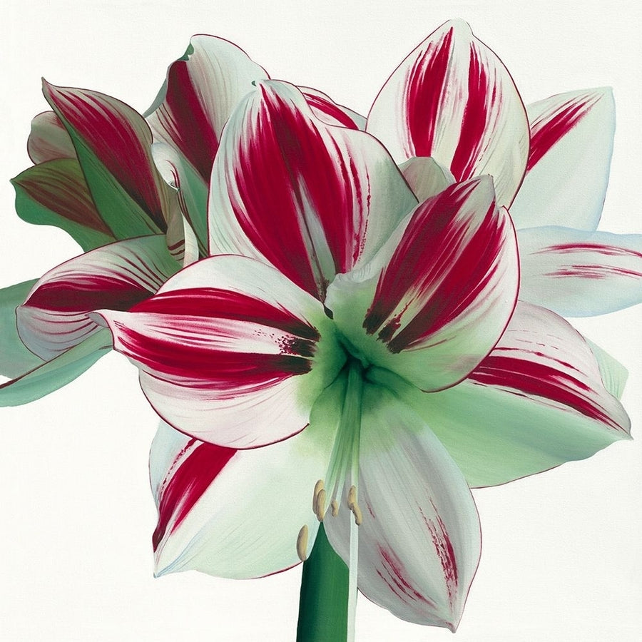 Amaryllis by Stephanie Andrew-VARPDXIG2035 Image 1