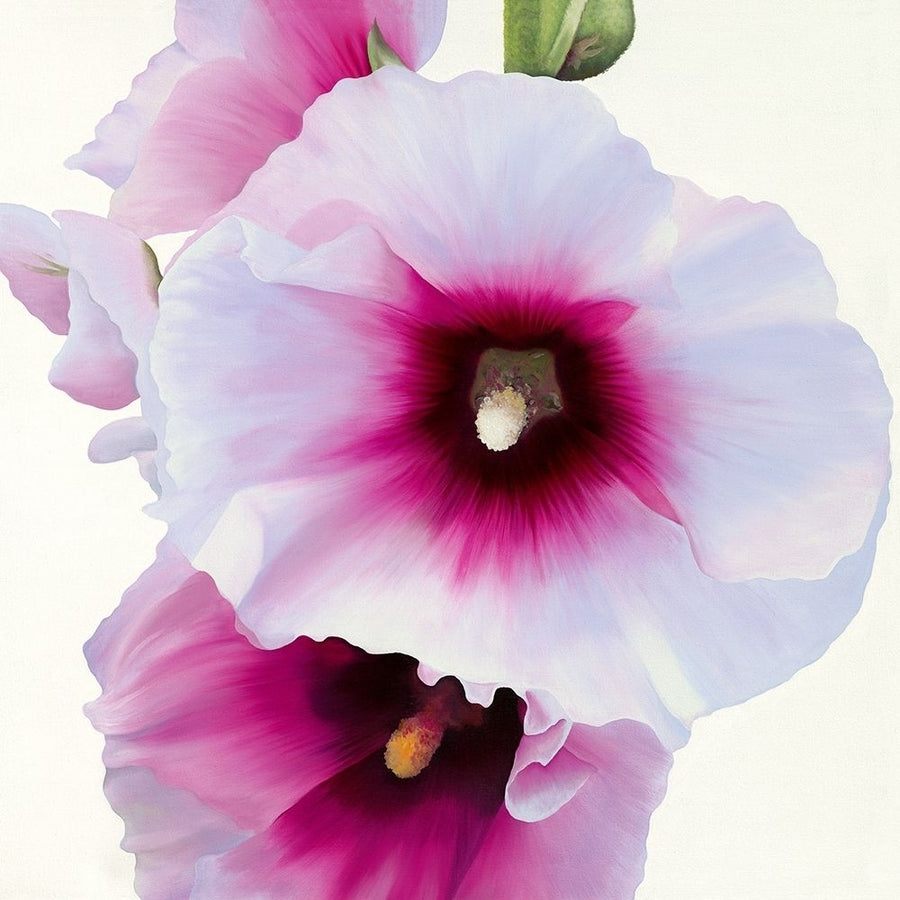 White Hollyhock I by Stephanie Andrew-VARPDXIG2463 Image 1