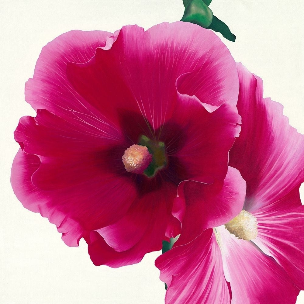 Pink Hollyhock I by Stephanie Andrew-VARPDXIG2464 Image 1