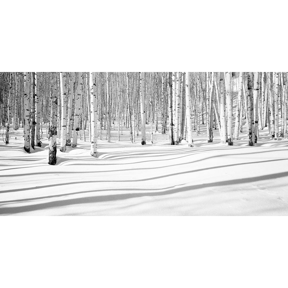 Aspen Shadows by Dave Butcher-VARPDXIG6019 Image 1