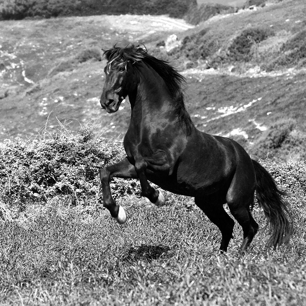 Island Horse by Jorge Llovet-VARPDXIG8250 Image 1