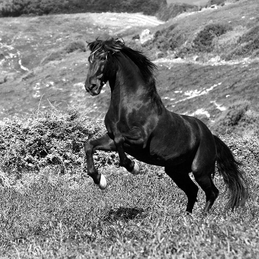 Island Horse by Jorge Llovet-VARPDXIG8250 Image 1