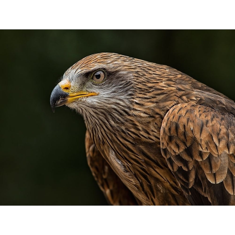 Red Kite by Ronin-VARPDXIG8752 Image 1