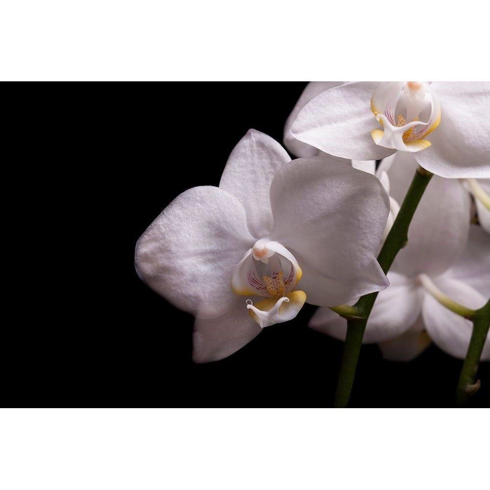 Orchidee III by Volker Brosius-VARPDXIG9027 Image 1