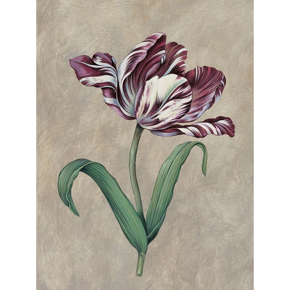 Parrot Tulip I Poster Print - Jill Deveraux-VARPDXILD1692 Image 1