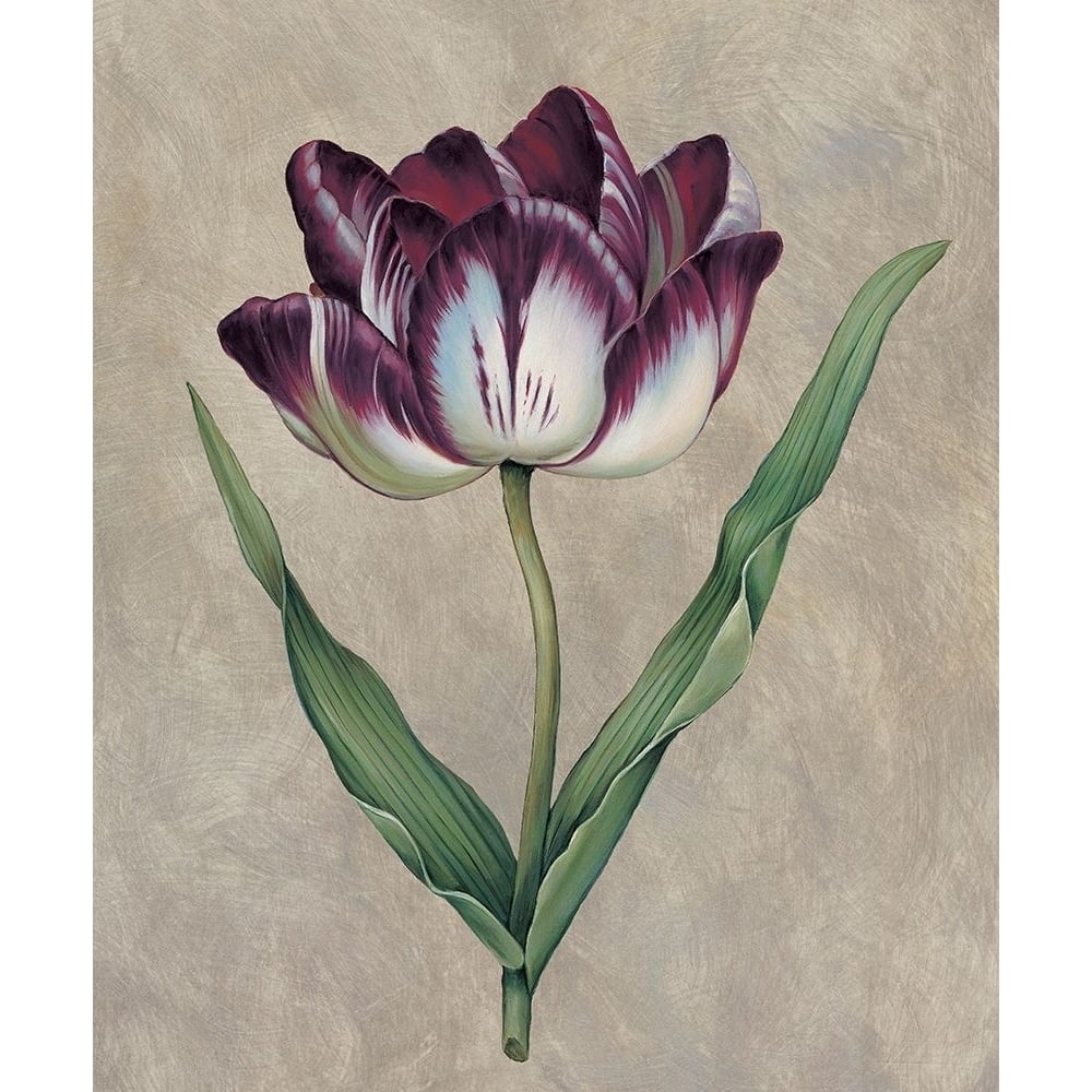 Parrot Tulip II Poster Print - Jill Deveraux-VARPDXILD1693 Image 1