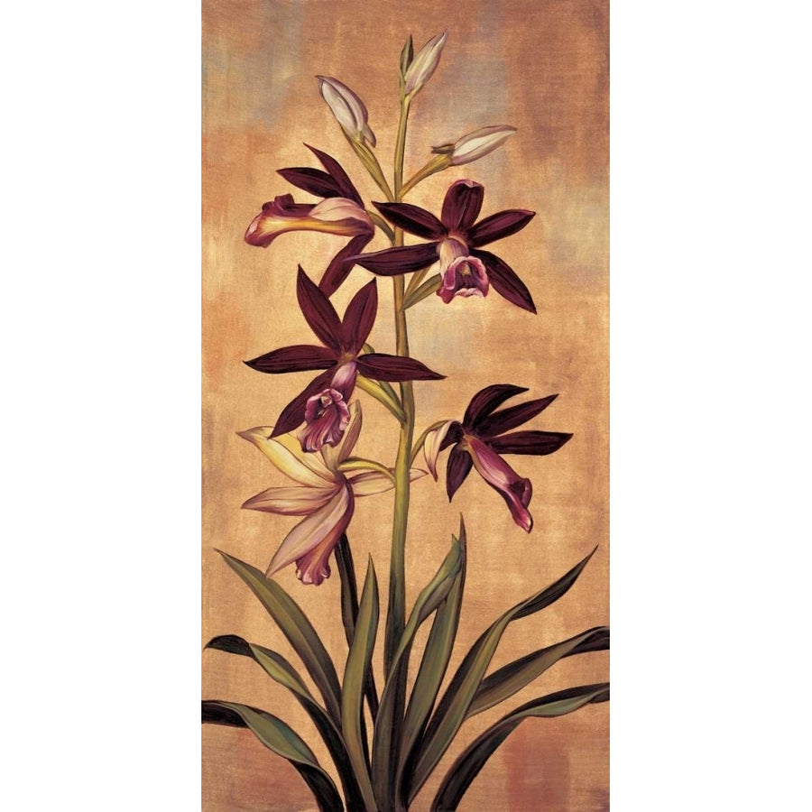 Burgundy Orchid Poster Print by Jill Deveraux-VARPDXILD5096 Image 1