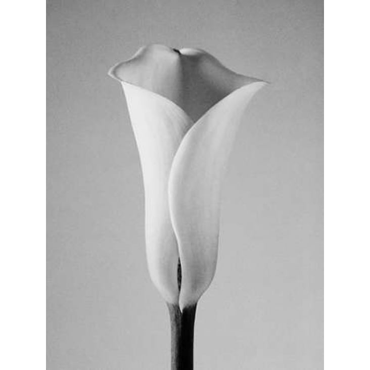 Calla No. 1 Poster Print by PhotoINC Studio-VARPDXIN2361 Image 2