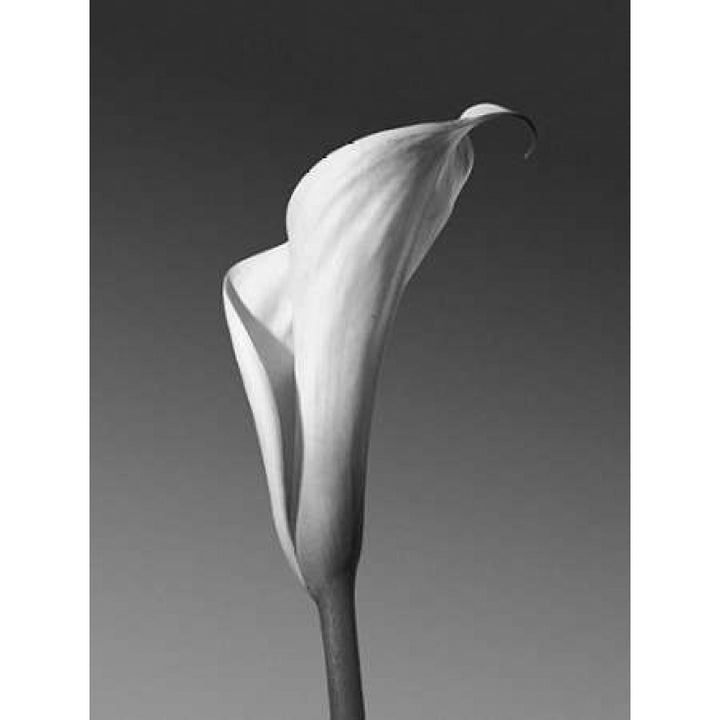 Calla No. 4 Poster Print by PhotoINC Studio-VARPDXIN2364 Image 1