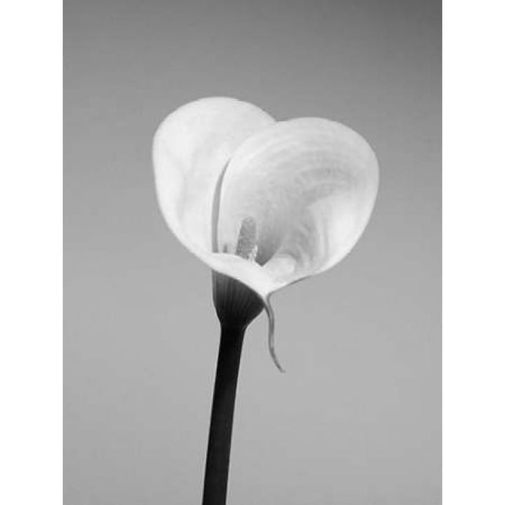 Calla No. 2 Poster Print by PhotoINC Studio-VARPDXIN2362 Image 1