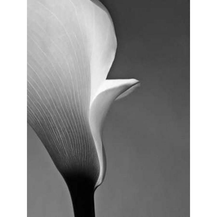 Calla No. 5 Poster Print by PhotoINC Studio-VARPDXIN2365 Image 2