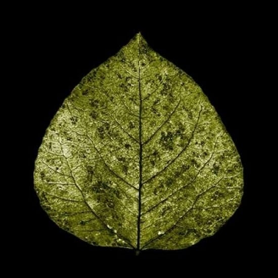 Green Leaf Poster Print by PhotoINC Studio-VARPDXIN30276 Image 1